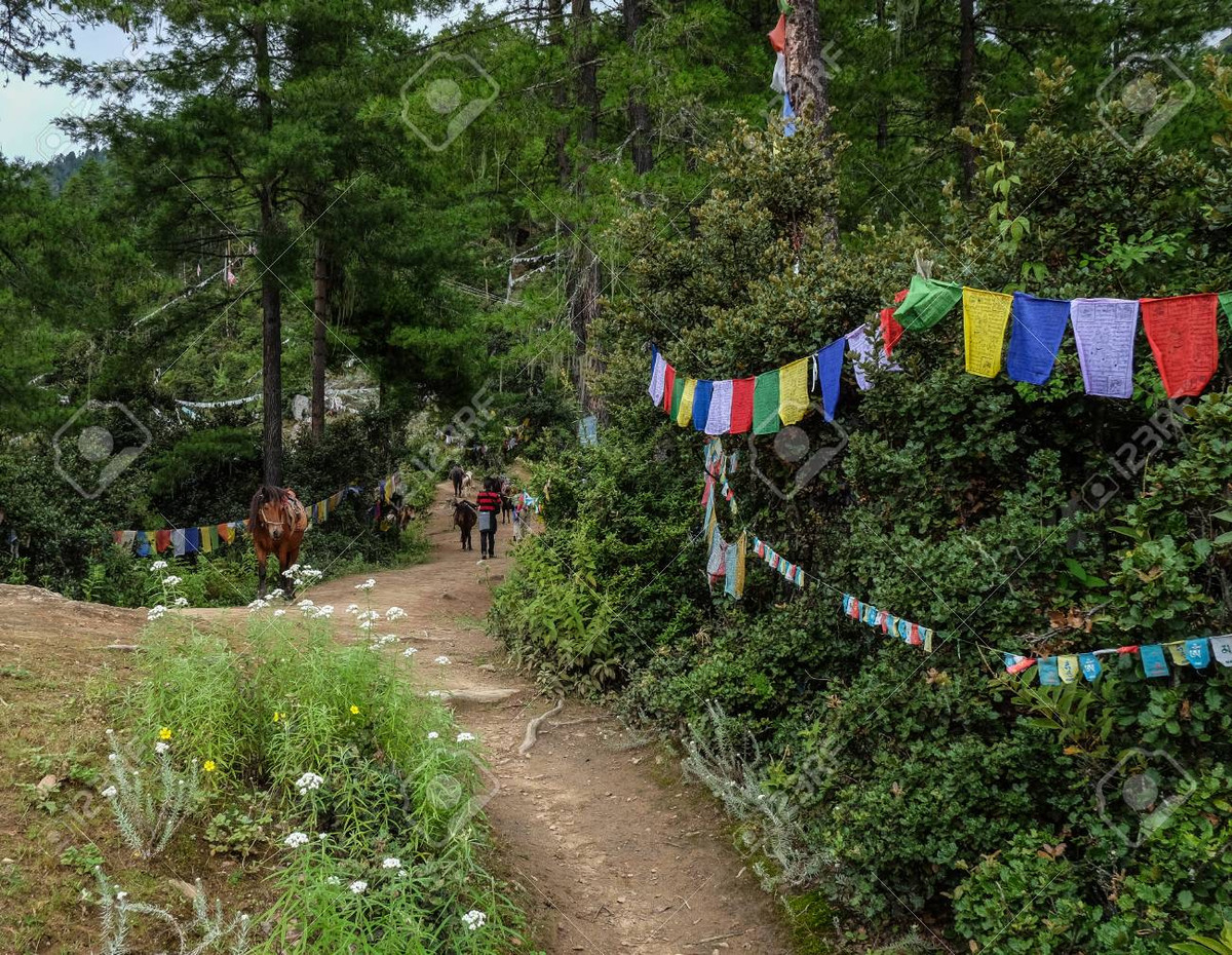 Vì vậy, một số cây lớn được lựa chọn là nơi yên nghỉ của nhiều đứa trẻ.