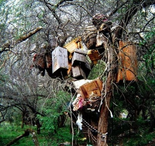 Thay vì tiến hành địa táng (chôn cất dưới mặt đất), người Nyingchi và Kangbei sẽ đặt thi hài những đứa trẻ vào trong quan tài gỗ nhỏ.