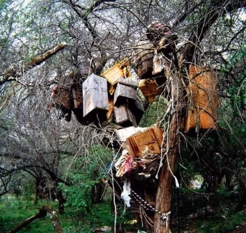 Thay vì tiến hành địa táng (chôn cất dưới mặt đất), người Nyingchi và Kangbei sẽ đặt thi hài những đứa trẻ vào trong quan tài gỗ nhỏ.