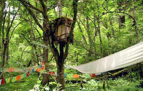 Những cây này thường ở sâu trong rừng hay tại ngã ba của một con sông.