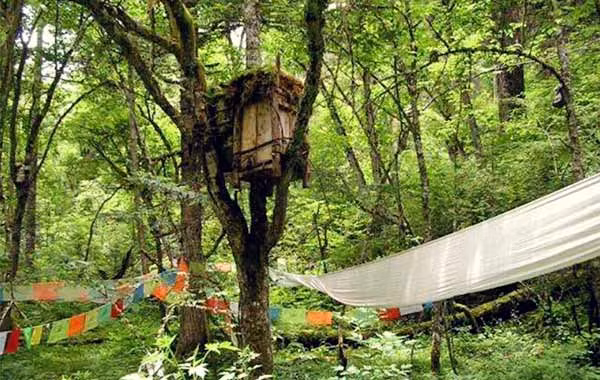 Những cây này thường ở sâu trong rừng hay tại ngã ba của một con sông.