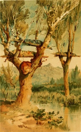 Những chiếc cây được lựa chọn để làm nơi yên nghỉ cho các bé thường là những cây to lớn.