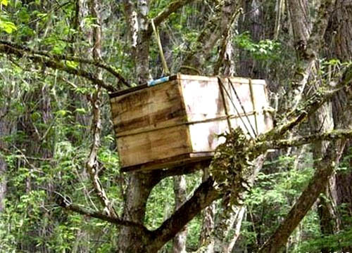 Kế đến, người thân của đứa trẻ qua đời sớm sẽ treo cỗ quan tài của con cái lên trên cây.