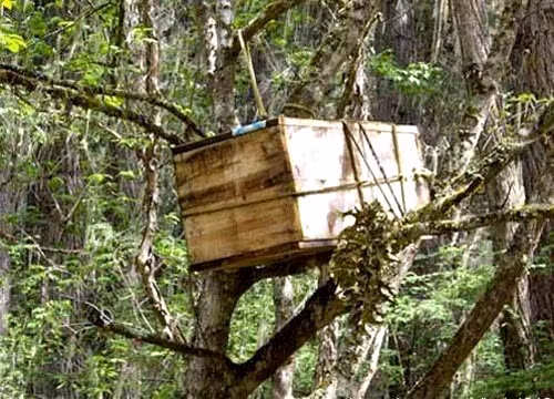 Kế đến, người thân của đứa trẻ qua đời sớm sẽ treo cỗ quan tài của con cái lên trên cây.