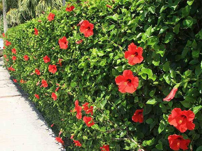 Cây dâm bụt dễ trồng, không cầu kì trong việc chăm sóc nên rất được ưa chuộng trồng thành đường viền, lối đi. Ảnh: Cgvdt.