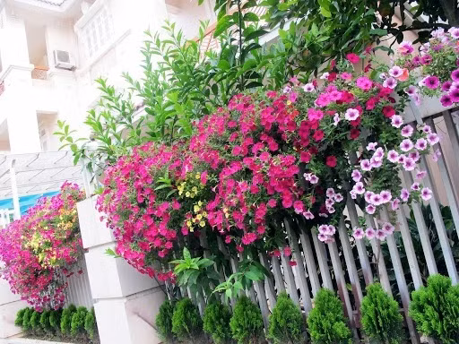 Những khóm hoa làm mờ đi sự thô kệch của tường rào.
