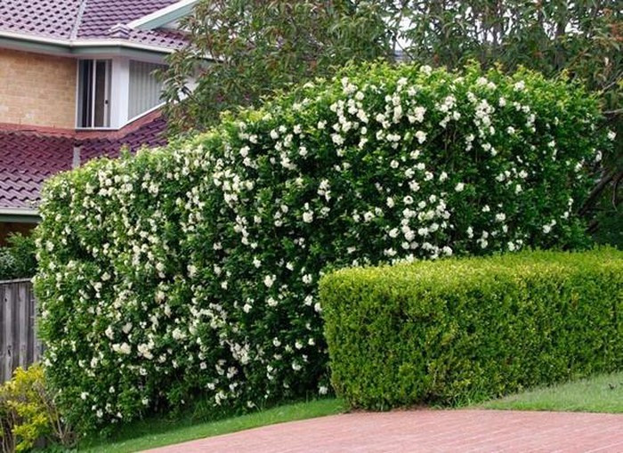 Theo phong thủy, tường rào xanh mang lại sinh khí cho ngôi nhà, nhưng nếu cây leo quá rậm rạp sẽ tích tụ khí âm. Vì thế, bạn cần tỉa cành dài, loại bỏ cành lụi, cành khô thường xuyên. Cây hoa nguyệt quế thường được trồng làm hàng rào trong cảnh quan sân vườn, đường phố. Ảnh: Thegioicay.