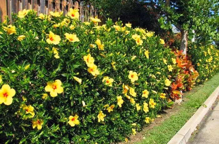 Hoa dâm bụt có nhiều màu sắc như hồng, đỏ, vàng, tím... hoa lại sai và nở liên tục giúp làm nổi bật không gian vườn nhà. Ảnh: Caycanhthanglong. Thay vì những bức tường bê tông thô cứng hay rào chắn bằng song sắt buồn tẻ, bạn nên trồng thêm hoa leo ở khu vực này để tăng giá trị thẩm mỹ cũng như tạo vẻ đẹp tổng thể hài hòa cho tổ ấm của mình.