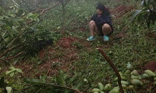 Xoai Son La rung trang vuon chi 1.000 dong/kg, cho khong ai lay