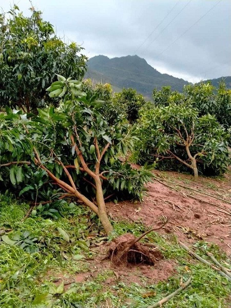 Xoai Son La rung trang vuon chi 1.000 dong/kg, cho khong ai lay-Hinh-2