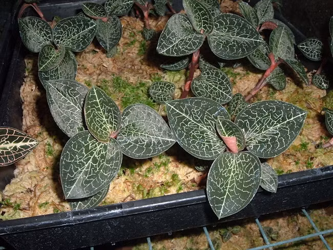 Đây là cây lan gấm, có tên khác là cỏ nhung, cỏ hoa, cỏ kim cương, mộc sơn thạch tùng, kim tuyến liên...