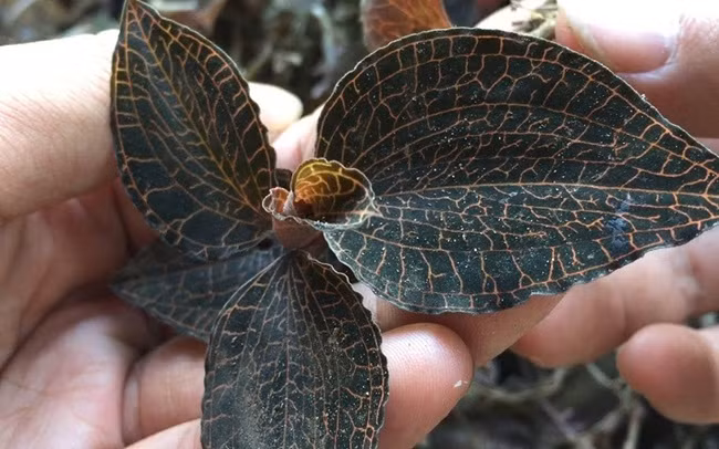 Việc tìm chúng cũng không hề dễ dàng và thậm chí có khi cả ngày cũng được rất ít.