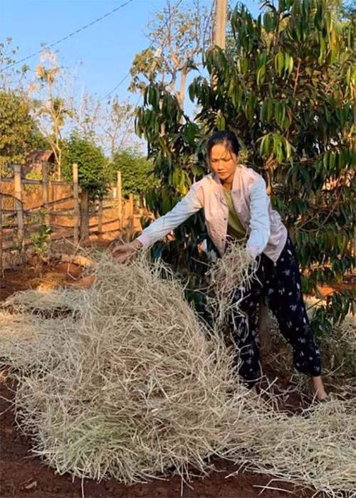 Người đẹp hái điều, hái cà phê, hái tiêu, phơi cà phê, rang cà phê, tưới cây quanh vườn, cho heo ăn, dựng hàng rào trồng cây leo, cày đất để trồng các loại rau.