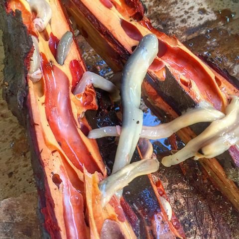 Loài sâu gỗ Tamilok này chỉ sinh trưởng tại những khu rừng ngập mặn Philippines.