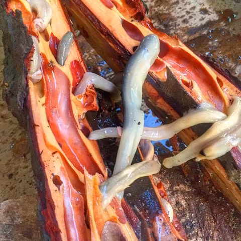 Loài sâu gỗ Tamilok này chỉ sinh trưởng tại những khu rừng ngập mặn Philippines.