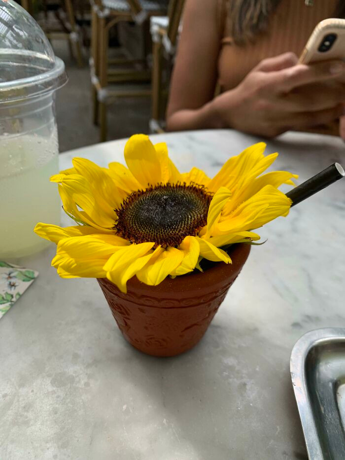 Pha chế nước trong chậu hoa thì sao nhỉ? Tận dụng nhà có gì dùng đấy!