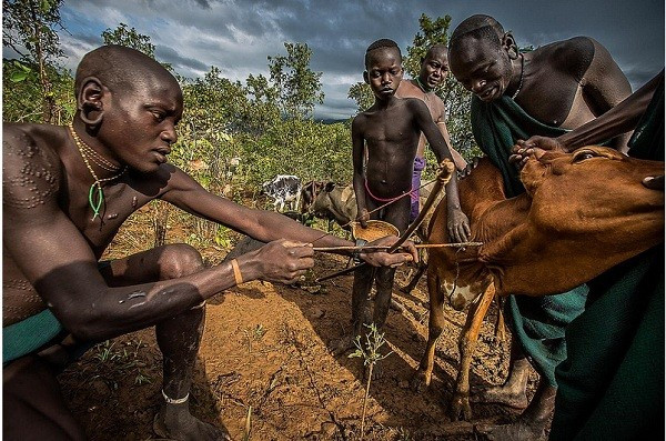 Họ bắn phi tiêu vào tĩnh mạch của con bò để máu phụt ra, lấy khoảng 2 lít máu, rồi dùng đất nhão bịt vết thương lại, giữ tính mạng cho con bò.