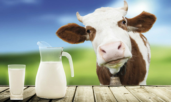 Đáng lưu ý, sữa hoàn nguyên là loại sữa có chứa nhiều đường, chất tạo vị nhất trong các loại đồ uống có chứa sữa. Hàm lượng sữa trong chúng thực sự rất nhỏ. Chưa kể, qua nhiều lần xử lý nhiệt thì hàm lượng các chất dinh dưỡng trong sữa hoàn nguyên bị giảm sút so với sữa tươi nguyên liệu.