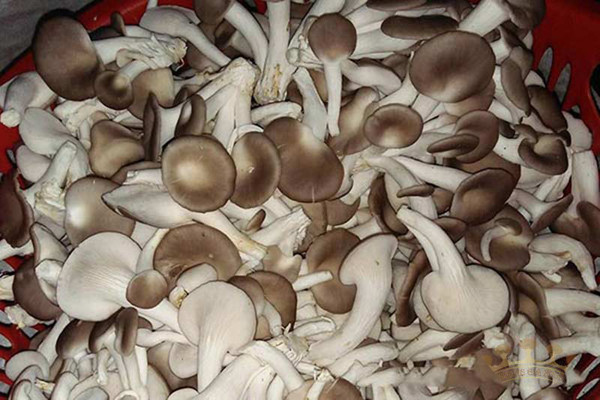 Di cho mua nam, co 4 dac diem nay tuyet doi khong chon-Hinh-7