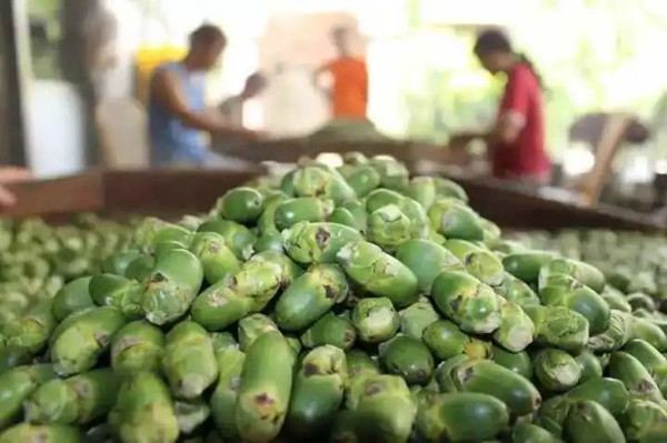 Mối nguy sức khỏe trên bắt nguồn từ thành phần arecoline. Khi ăn, arecoline chuyển thành nitroso – chất gây ung thư. Tích tụ những chất này lâu ngày, cơ thể dễ đối diện với căn bệnh nguy hiểm.