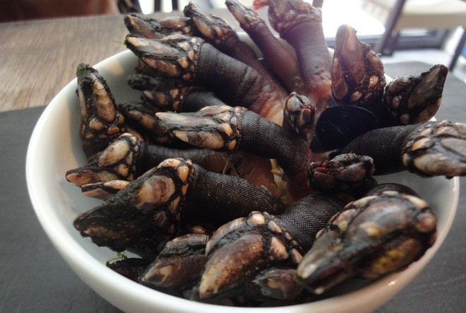 Sinh vật có tên gọi hà ngỗng chứa nhiều nguyên tố vi lượng và thơm ngon khó cưỡng. Nhiều người cho rằng nó còn tuyệt vời hơn tôm hùm.