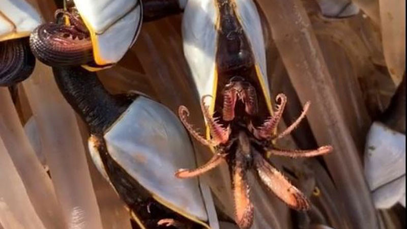 Hà ngỗng mở vỏ trông càng đáng sợ, giống như một con quái vật đang há mồm.