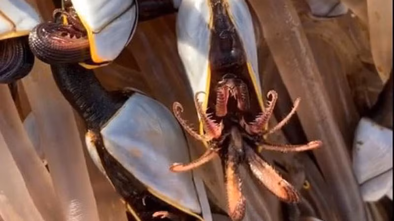 Hà ngỗng mở vỏ trông càng đáng sợ, giống như một con quái vật đang há mồm.