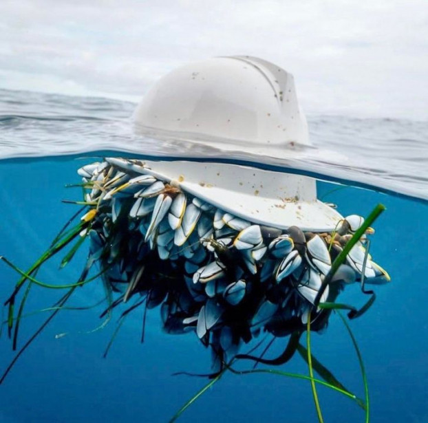 Nhìn thấy một chiếc mũ với cả đàn hà ngỗng ngoe nguẩy xúc tu, bạn có giật mình sợ hãi?