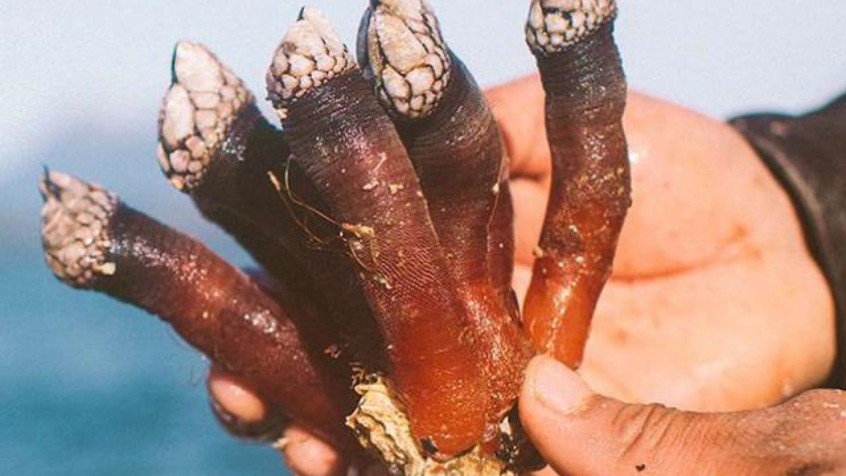 Do hình háng, chúng còn được gọi là ngón tay của quỷ, ngón tay của thần chết. Loài động vật này có nhiều ở Tây Ban Nha, Bồ Đào Nha.