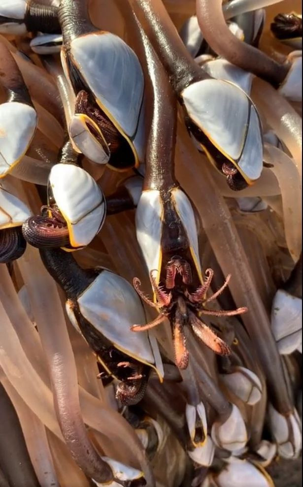 Nhìn cảnh tượng không khác gì trong phim về người ngoài hành tinh.