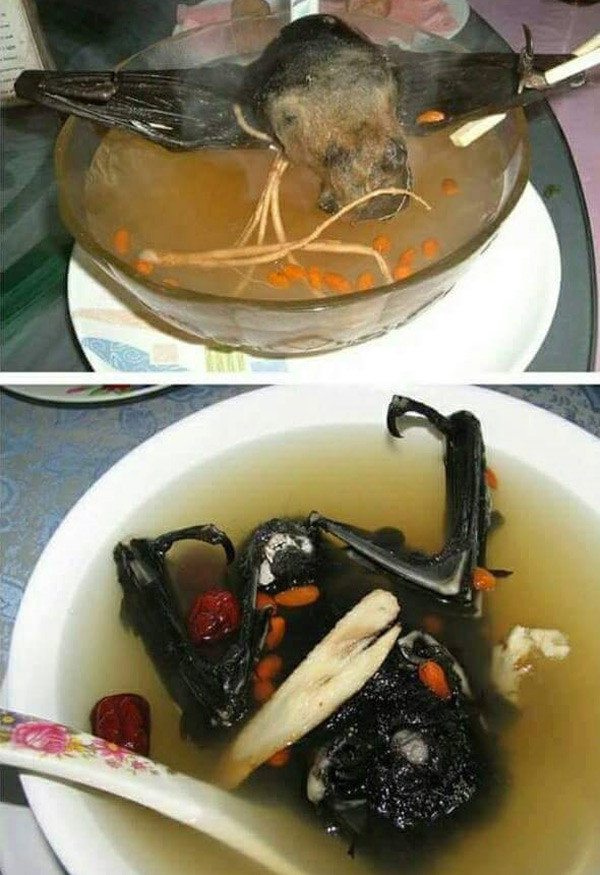 Dơi hầm thuốc bắc