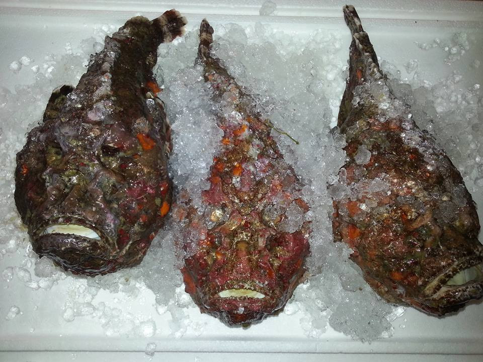 Loài cá mặt quỷ, cá đá như rơi từ hành tinh khác xuống. Chúng xấu xí nhưng được cho là rất giàu dinh dưỡng.