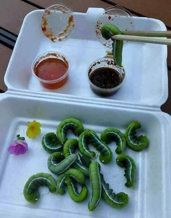 Nào cùng gắp những chú sâu đang bò lổn nhổn này và cho vào mồm!