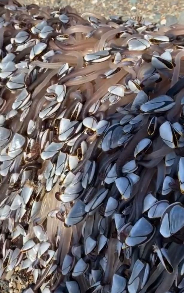 Hoặc mái tóc của nữ thần tóc rắn, với những chú rắn trườn bò trên đầu.