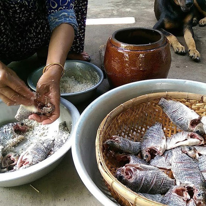 Món mắm cá rô phi đặc sản nổi tiếng của người miền Tây Nam Bộ cũng có tiêu chuẩn ngon vô cùng đặc biệt.