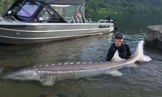 Theo các chuyên gia, cá tầm trắng có họ hàng với cá mái chèo và được cho là tiến hóa từ một nhóm gọi là cá thể vòm (palaeonisciformes), xuất hiện cách đây khoảng 419 triệu năm vào cuối Kỷ Silur.