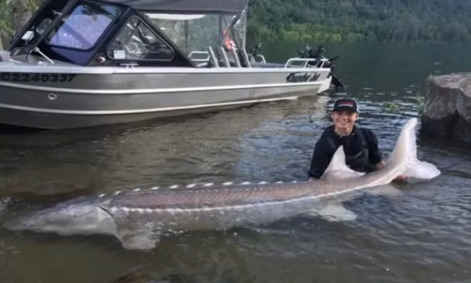 Theo các chuyên gia, cá tầm trắng có họ hàng với cá mái chèo và được cho là tiến hóa từ một nhóm gọi là cá thể vòm (palaeonisciformes), xuất hiện cách đây khoảng 419 triệu năm vào cuối Kỷ Silur.