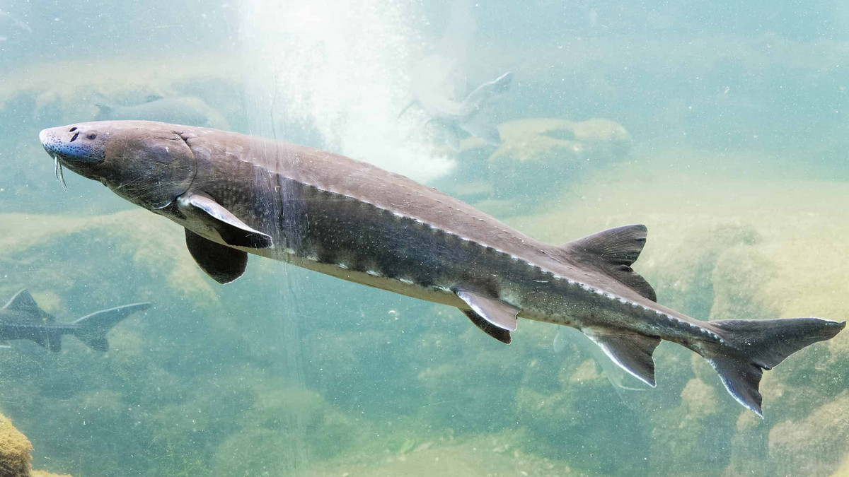 Cá thể cá tầm trắng khổng lồ được tìm thấy chủ yếu ở sông Fraser (Canada) và sông Sacramento, bang California (Mỹ). Thông qua gắn thẻ cho những con cá tầm trắng khổng lồ sa lưới ngư dân, các chuyên gia hy vọng có thể theo dõi số lượng và sức khỏe của loài.