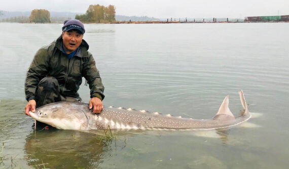 Khi trưởng thành, cá tầm trắng có thể đạt chiều dài cơ thể hơn 6m, nặng vài trăm kg và có thể sống thọ hơn 1 thế kỷ.