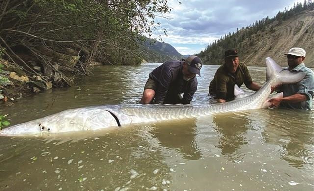Sở dĩ như vậy là vì cá tầm trắng khổng lồ (Acipenser transmontanus) là một trong những loài cá có nguy cơ tuyệt chủng cao nhất thế giới.