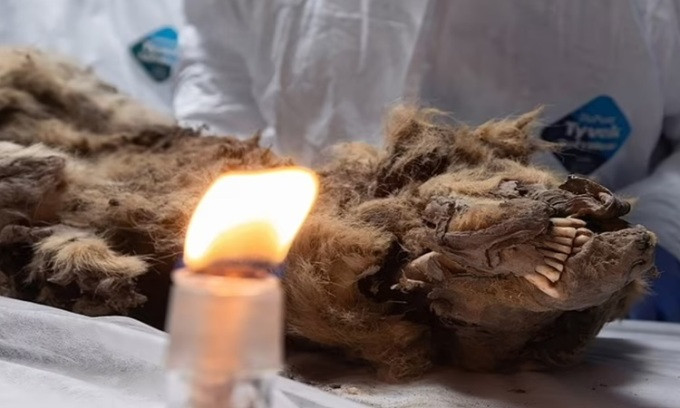 Được tìm thấy ở Yakutia - khu vực lạnh nhất của Nga năm 2021, xác một con chó sói 44.000 tuổi khiến các chuyên gia kinh ngạc khi được bảo quản rất tốt. Lớp đất đóng băng vĩnh cửu khiến đất đông cứng quanh năm ngay cả trong những tháng mùa Hè nóng nực nên xác con chó sói vẹn nguyên suốt hàng nghìn năm.