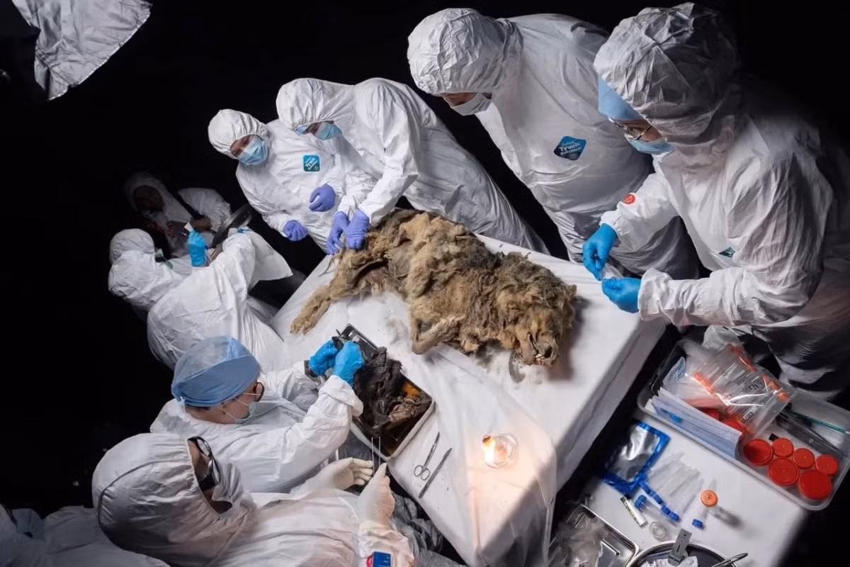 Tiến sĩ Albert Protopopov, trưởng khoa Nghiên cứu động vật của Viện hàn lâm Khoa học Yakutia cho hay dạ dày của con chó sói vẫn tách biệt và không bị nhiễm khuẩn.