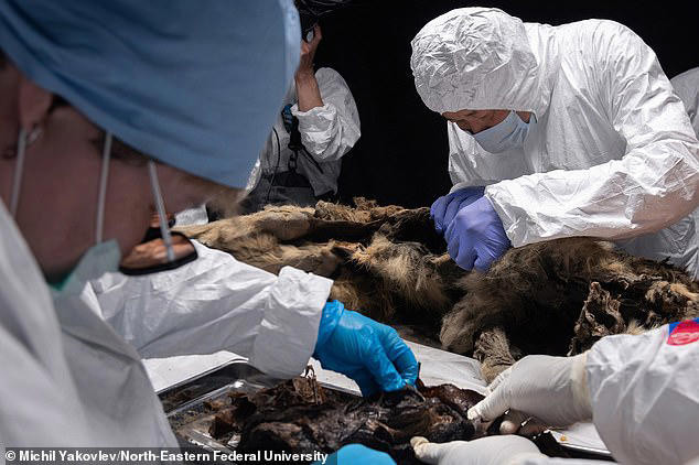 Trong khi đó, Tiến sĩ Maxim Cheprasov - người đứng đầu Phòng thí nghiệm bảo tàng voi ma mút cho biết nhóm của ông đã tách một chiếc răng để xác định độ tuổi sinh học của con chó sói. Dựa trên độ mòn của răng và sự phát triển của đỉnh dọc giữa, họ chắc chắn đây là con sói đực trưởng thành.