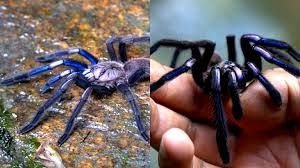 Lông của nhện tarantula xanh điện có cấu trúc nano điều khiển ánh sáng chiếu lên chúng, phỏng theo màu xanh dương đặc trưng. Những sợi lông này cũng có thể chuyển sang màu tím tùy theo lượng ánh sáng có sẵn từ đó tạo ra hiệu ứng óng ánh nổi bật.