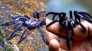 Lông của nhện tarantula xanh điện có cấu trúc nano điều khiển ánh sáng chiếu lên chúng, phỏng theo màu xanh dương đặc trưng. Những sợi lông này cũng có thể chuyển sang màu tím tùy theo lượng ánh sáng có sẵn từ đó tạo ra hiệu ứng óng ánh nổi bật.