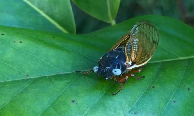 Cũng trong tháng 5 vừa qua, một gia đình sống ở ngoại ô Chicago, Mỹ bất ngờ tìm thấy một con ve sầu (Magicicada cassin) có cặp mắt màu xanh dương thay vì màu đỏ thường thấy ở loài này.
