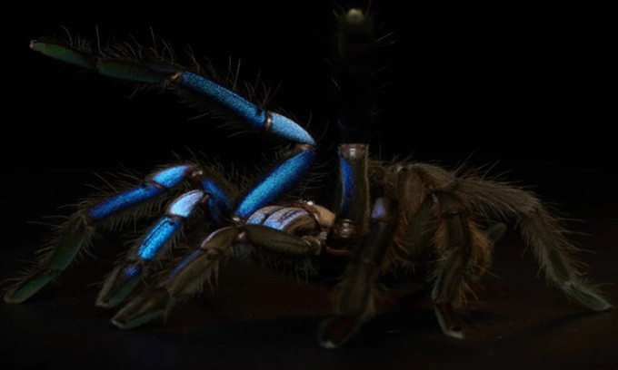 Loài nhện tarantula xanh điện phân bố ở môi trường đa dạng bao gồm: cây cối, hang hốc ở rừng đước hoặc hang dưới lòng đất. Theo nghiên cứu của các chuyên gia, màu sắc đặc biệt của loài nhện này đến từ cấu trúc độc đáo của lông.