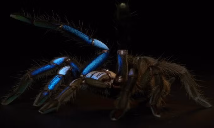 Loài nhện tarantula xanh điện phân bố ở môi trường đa dạng bao gồm: cây cối, hang hốc ở rừng đước hoặc hang dưới lòng đất. Theo nghiên cứu của các chuyên gia, màu sắc đặc biệt của loài nhện này đến từ cấu trúc độc đáo của lông.