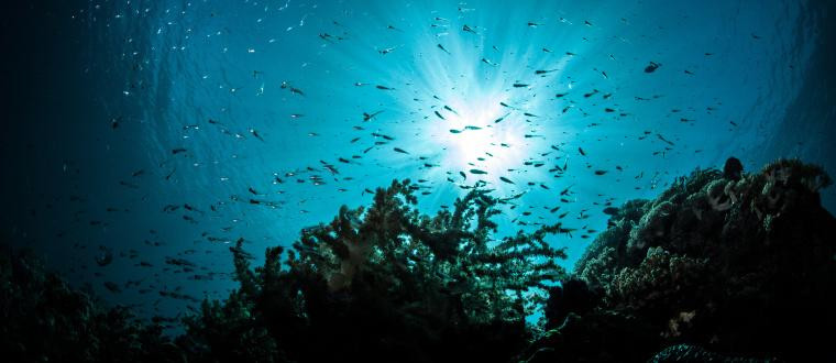 Nếu các thợ lặn xuống độ sâu ít nhất là 100m thì nồng độ oxy trong não giảm xuống mức thấp hơn mức tìm thấy ở hải cẩu.