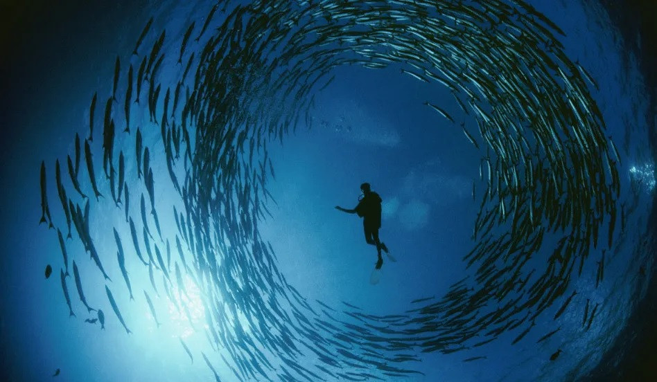 Liên quan đến vấn đề này, kết quả nghiên cứu của các chuyên gia chỉ ra những thợ lặn tự do mà không dùng thiết bị thở thì có thể nín thở trong hơn 4 phút và xuống độ sâu đại dương khoảng 100m.